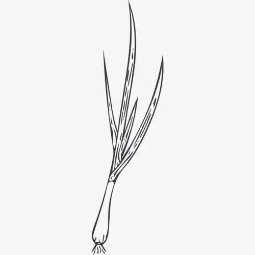 卡通简易葱食材插图葱手绘小清新这是一组葱简笔画的内容,希望能满足