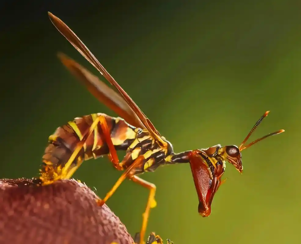每天认识一种昆虫——棕色螳蛉 棕色螳蛉别名铜头螳蛉是脉翅螳蛉科