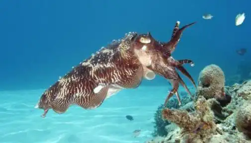 乌贼和章鱼的区别是什么