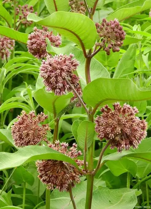 补骨脂的作用和功效