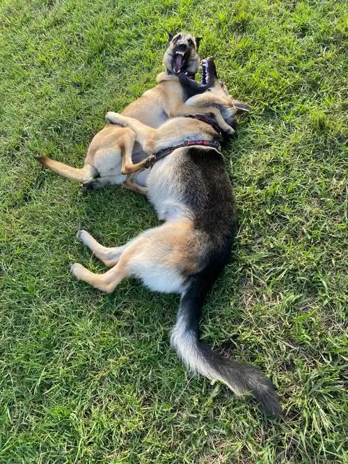 你选马犬还是德牧