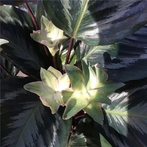 kqz001/孔雀竹芋/开花/260