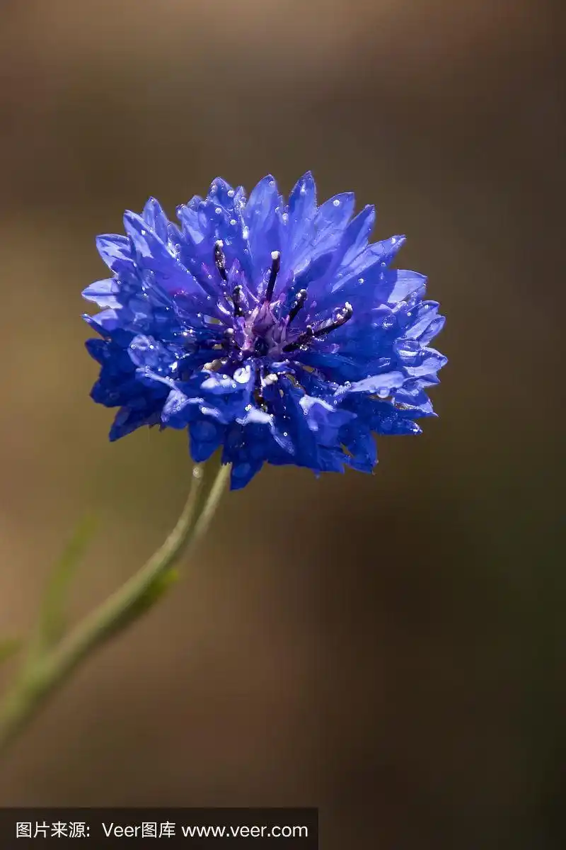 春天里的蓝色野花