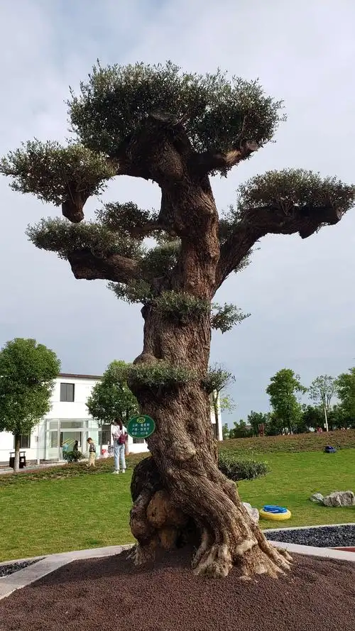 2019-10-8乐百年小镇