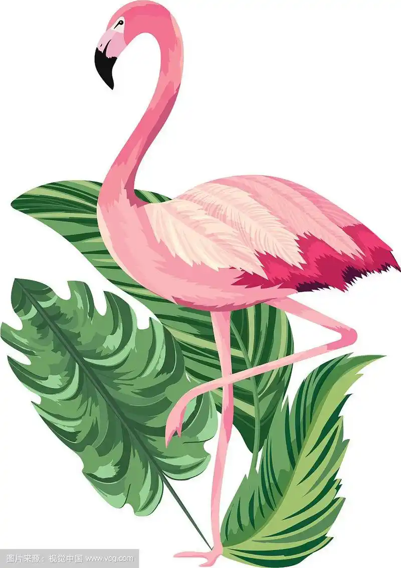 热带火烈鸟卡通