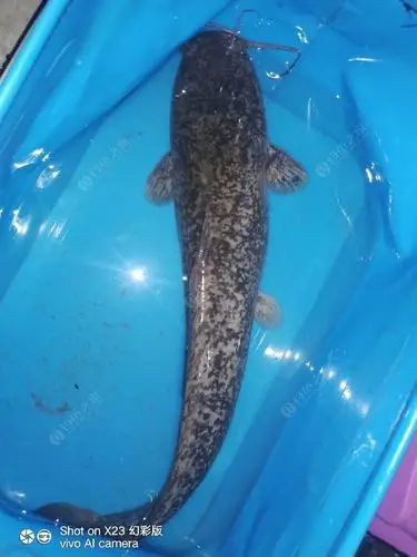 大神帮忙看看这是什么鲶鱼,怎么身上是这种花纹