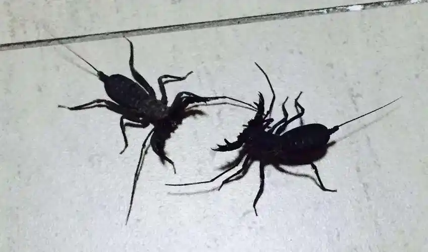 这种虫子叫什么?