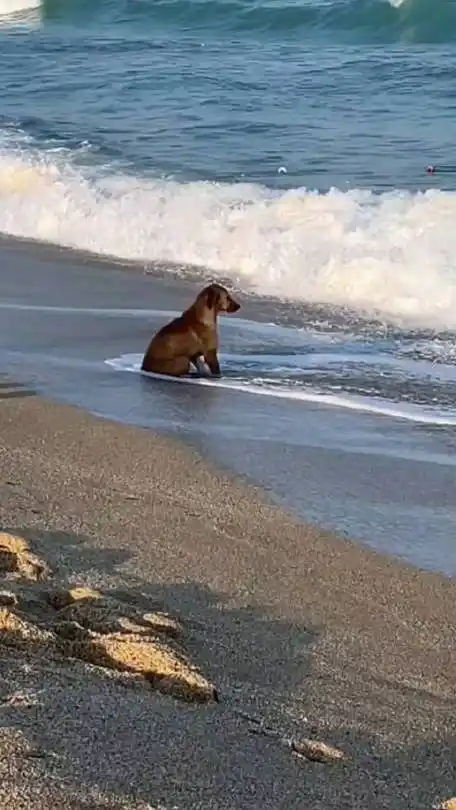 最搞冷笑话的微博视频