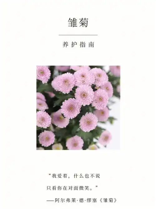 粉雏菊