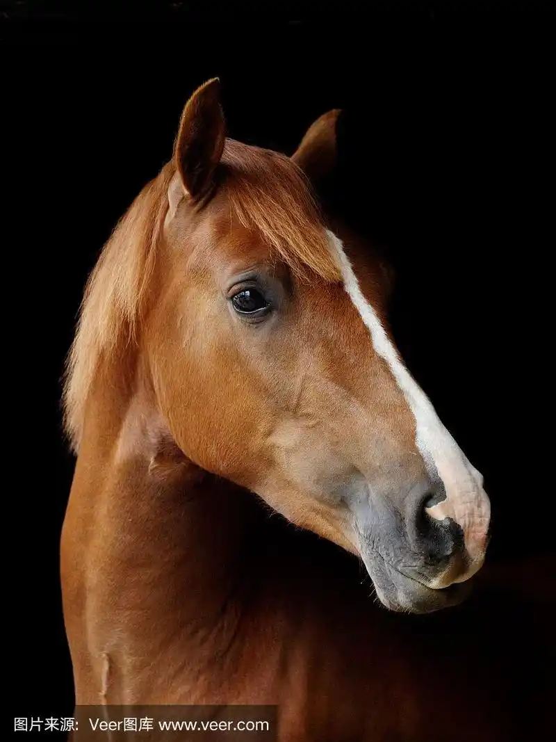 漂亮的马头照片