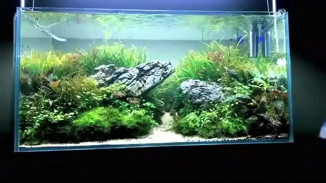 07day造景 水草缸 80草缸造景