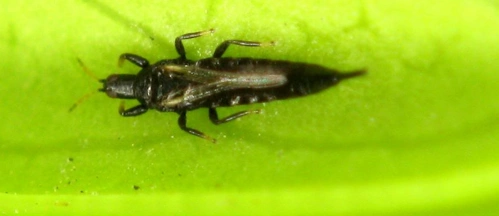 展开全部 这虫子叫蓟马,属于农作物害虫.