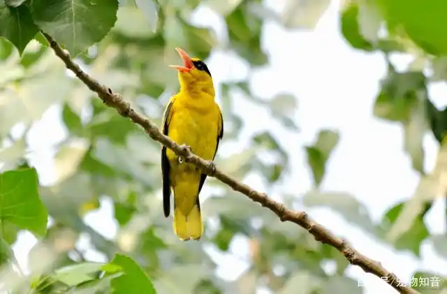 幼黄鹂鸟如何分辨公母?