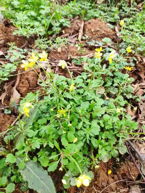 猫爪草副作用和毒性