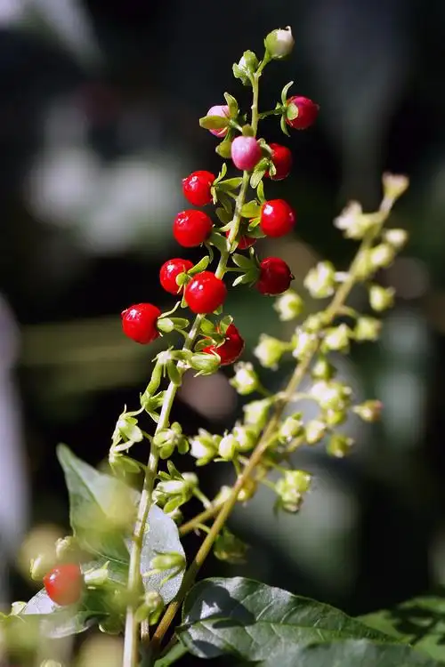 华南植物园一日游(2)一串小红果