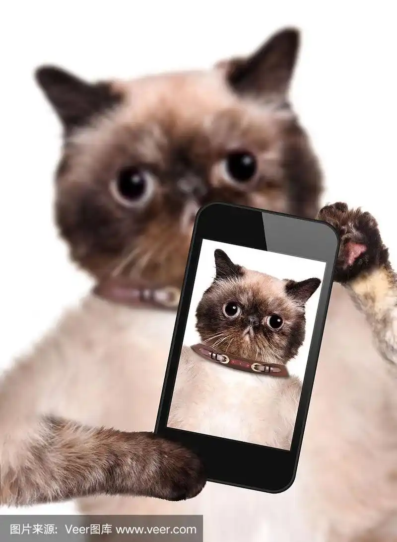 猫咪在用智能手机自拍