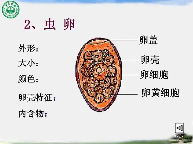 传染第八版配套课件 08蠕虫-02-并殖吸虫ppt