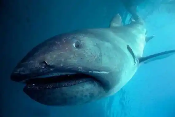 可以活到400岁的鲨鱼格陵兰睡鲨
