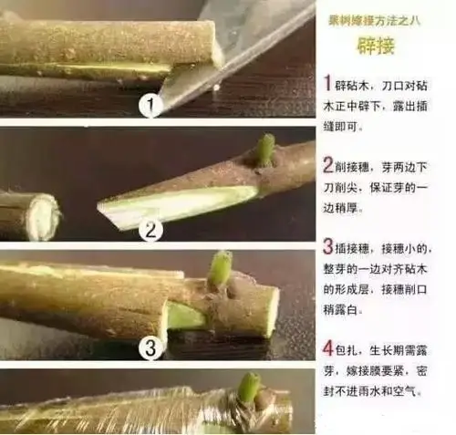 果树苗木嫁接技术图解,抓紧收藏吧!