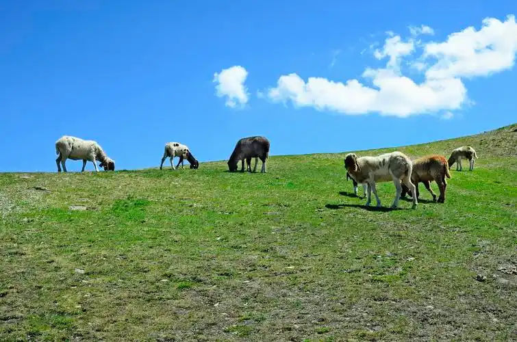 奥地利蒂罗尔高山牧场奥地利蒂罗尔成群的牛羊高寒牧区