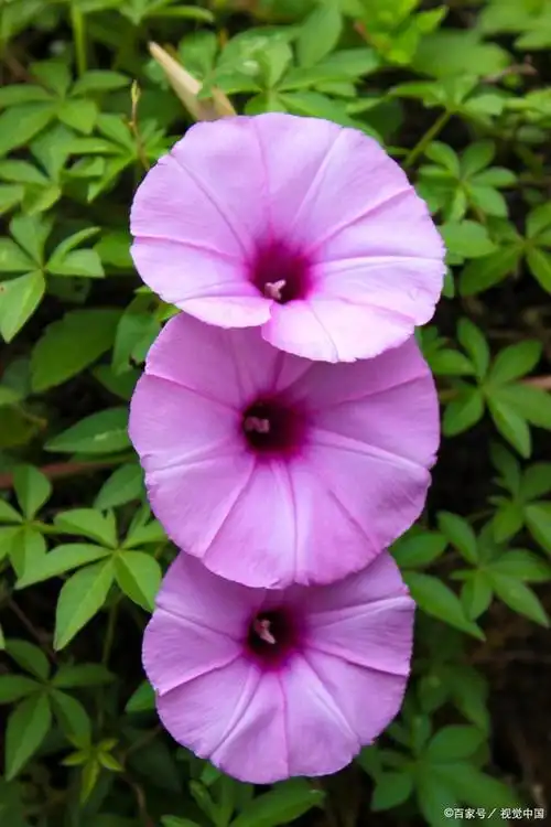 那些美丽的夏天开的花