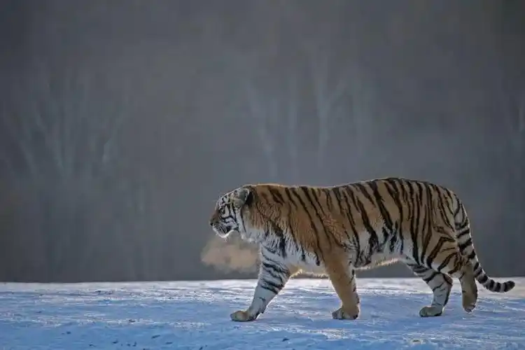 ▼(摄影师@谢建国)东北虎体型比别处的老虎更加庞大的▼(拍摄于长白山