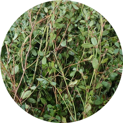 农村村野生人字草苍蝇翅全三叶斑鸠鸡眼500g其他药食同源食品