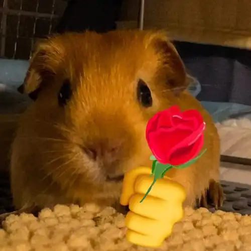 沉迷给孩子做表情包#我家宠物好可爱#荷兰猪豚鼠天竺鼠#萌宠荷兰猪