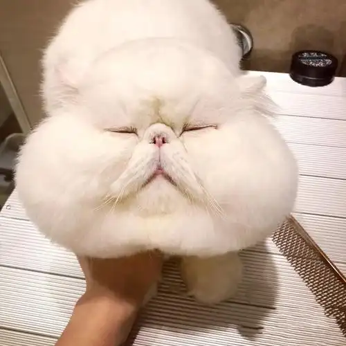 加菲猫活体幼崽纯种宠物猫大额优惠券