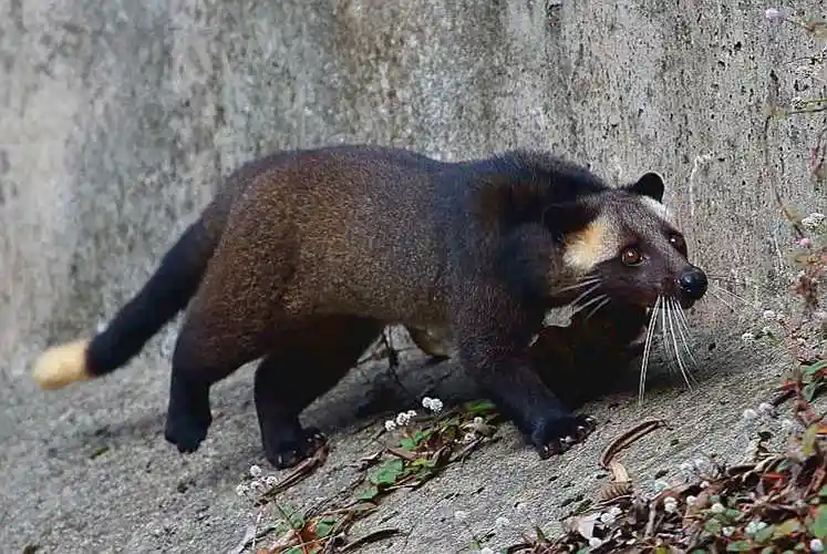 i>paguma larvata /i>)是灵猫科,花面狸属食肉动物,俗称果子狸