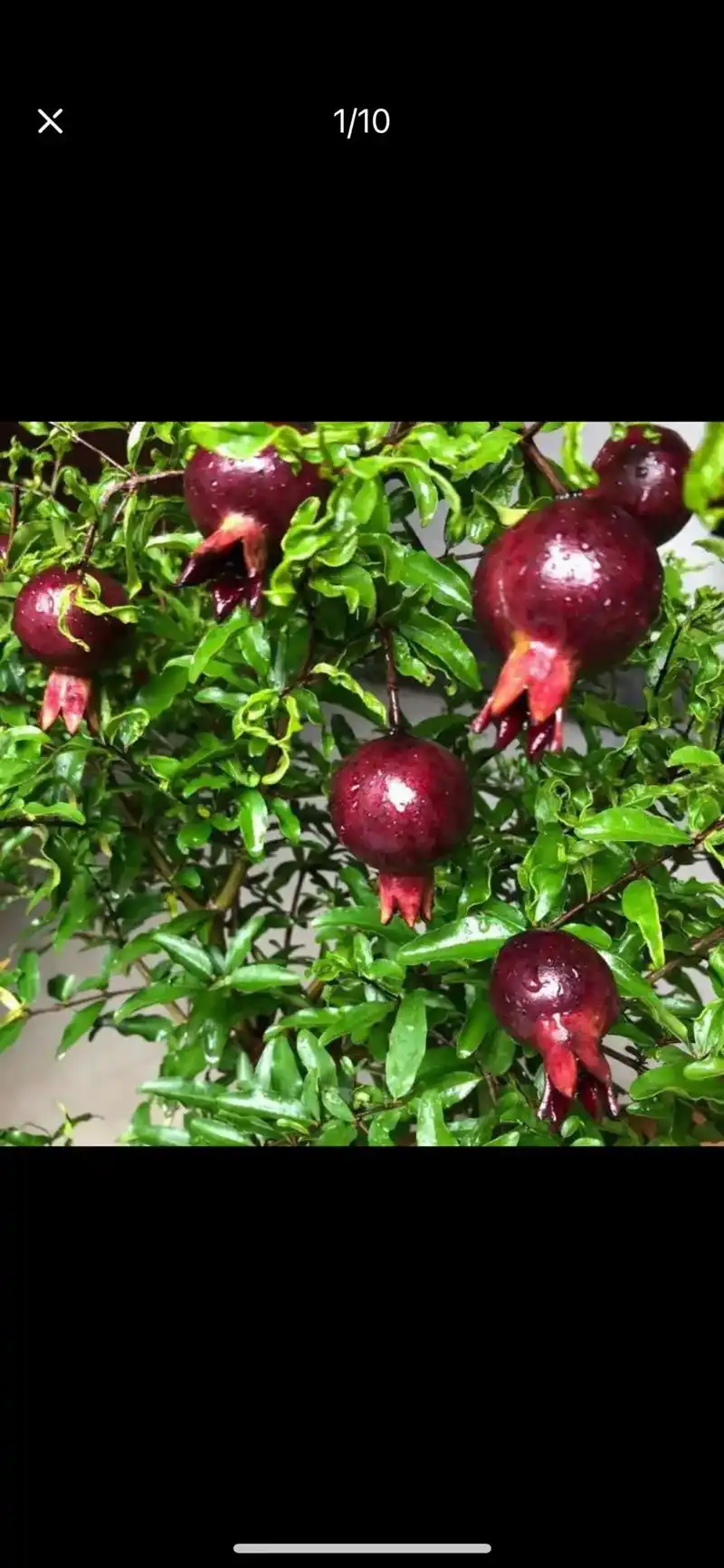 紫玉石榴,大红袍石榴,火棘,珍珠梅,盆栽最美月季花 #一花一 - 抖音