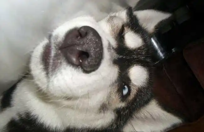 相反,充其量也就是"来自北方的一匹假狼",狗友们都习惯称其为"二货"