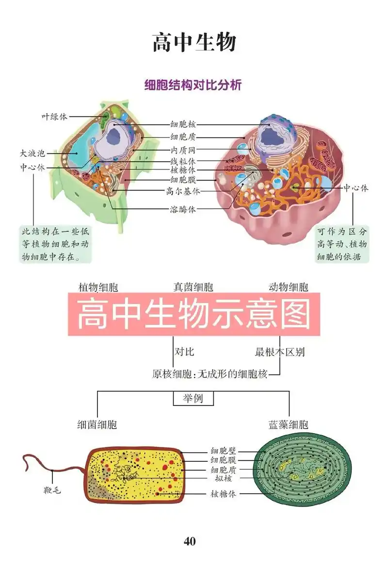 高中生物示意图知识点,家长孩子们请查收! # - 抖音