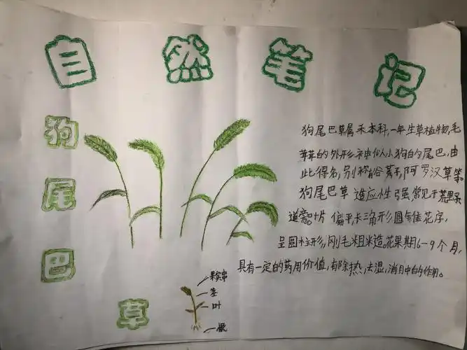 红领巾致敬先锋,争做抗疫小达人之自然笔记