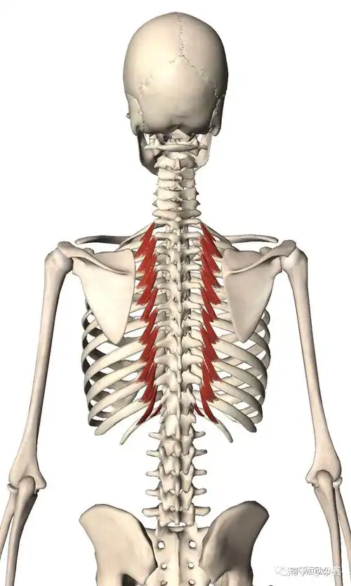 脊柱深层肌疼痛触发点