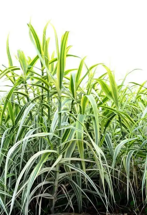 花叶芦竹.禾本科.高2m.密度:20-30芽/㎡