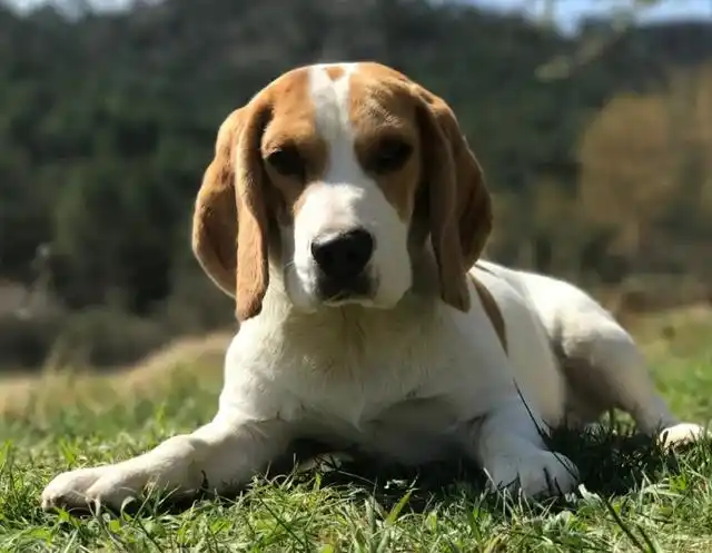 《宝可梦》来源与生态:图图犬的艺术造诣到底有多深?