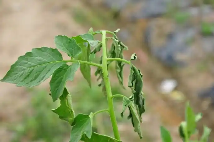 逆云随拍可怜的番茄青枯病高清