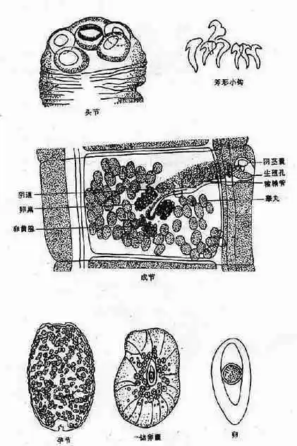 第十一节其它人体寄生绦虫