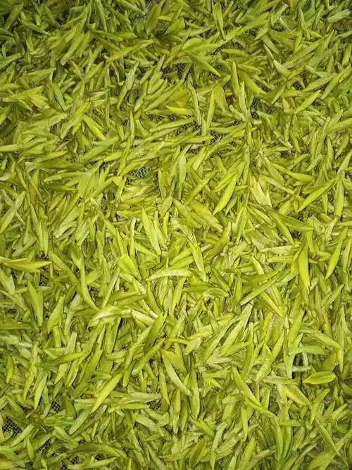 哪有这么早的白茶真的有可能杭州最早的白茶已经上市