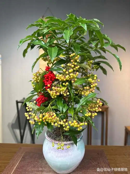 富贵籽盆栽来啦