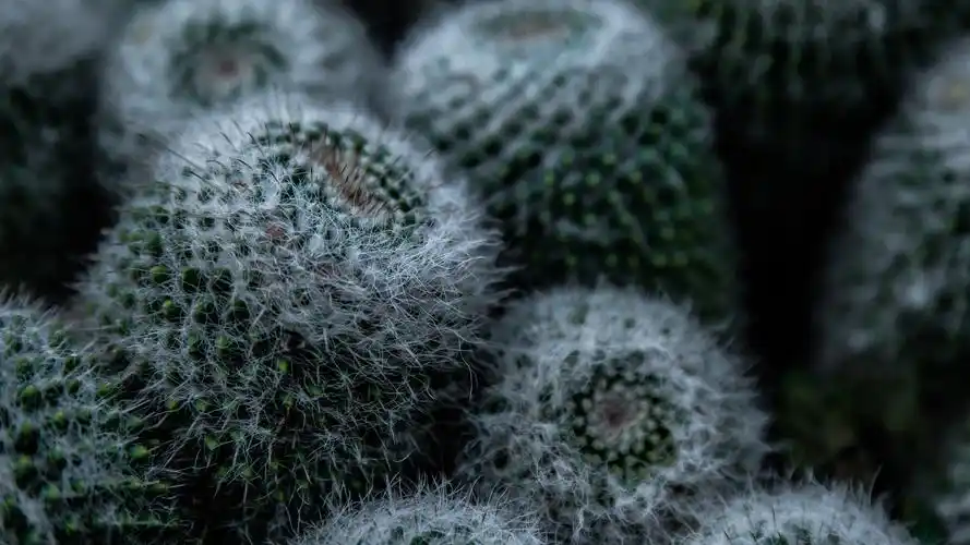 仙人掌,荆棘 1242x2688 iphone 11 pro/xs max 壁纸,图片,背景,照片