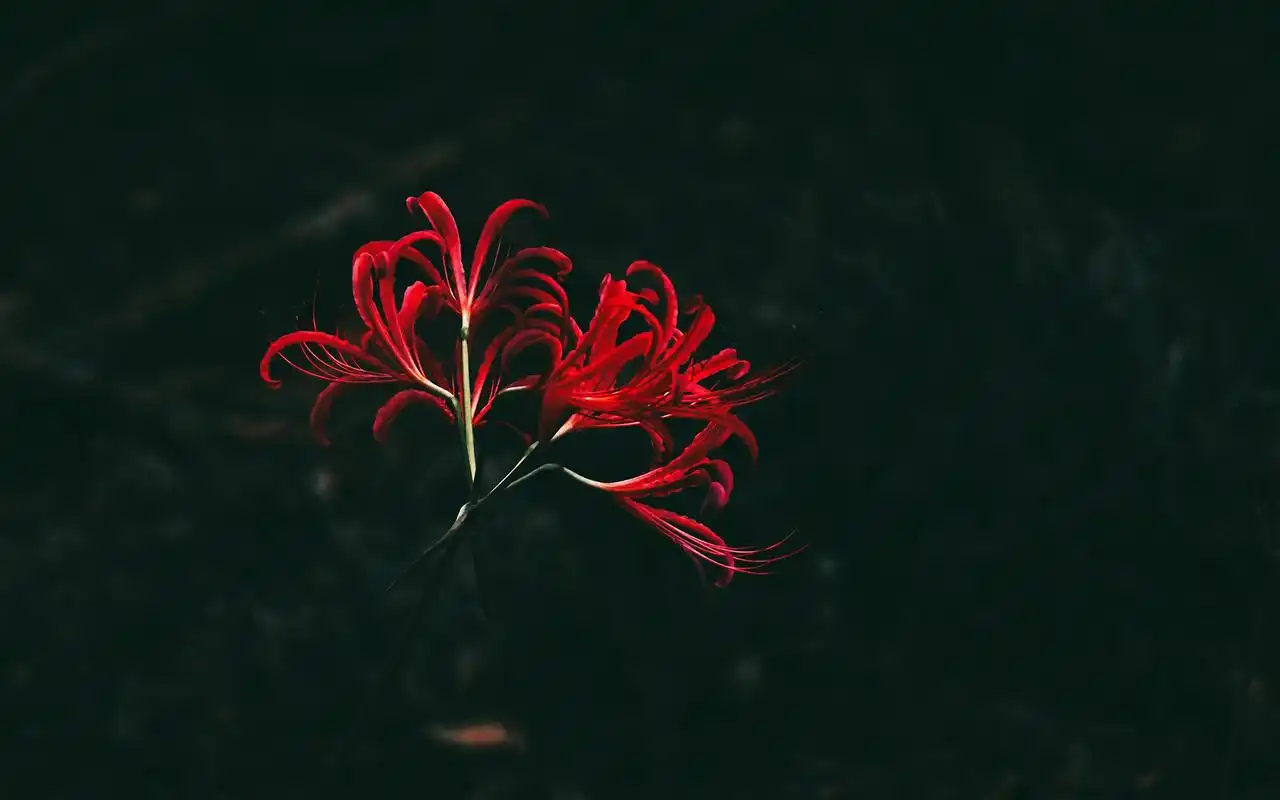 唯美彼岸花高清桌面壁纸高清大图预览1920x1200_植物壁纸下载_美桌网