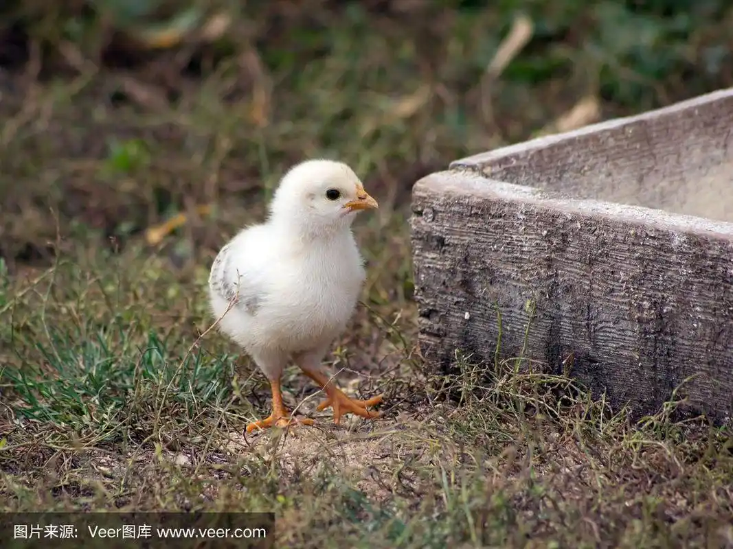 白色的小鸡