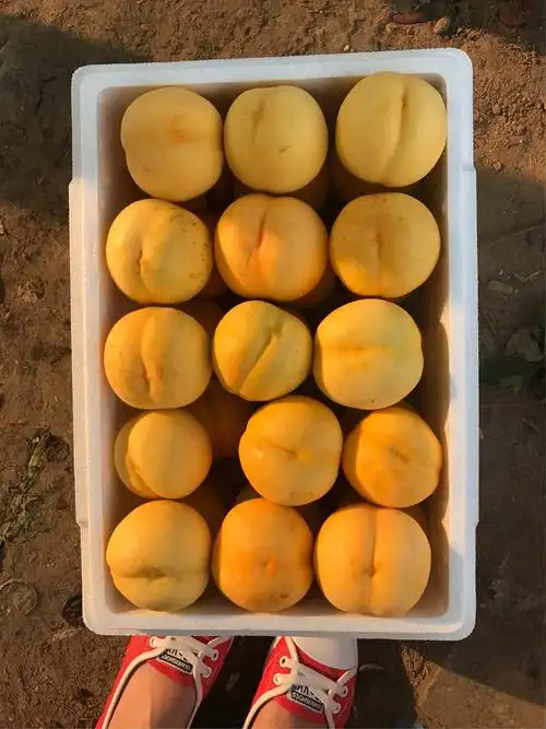 辽宁省营口市鲅鱼圈特产