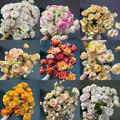 养花日记泡泡玫瑰多头玫瑰无滤镜分享