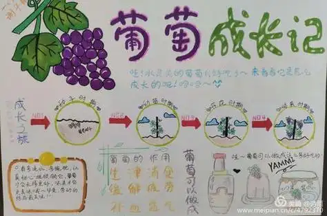 葡萄的自然笔记手抄报读书笔记手抄报