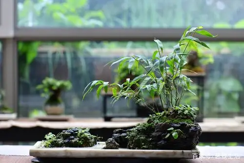 居住在中国 享受创作中国竹盆景的乐趣