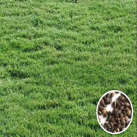 野牛草种子草皮籽批发专注草坪绿化籽