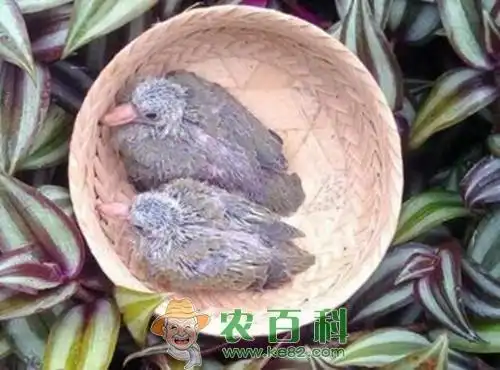 斑鸠是保护动物吗?喜欢吃什么食物?如何养殖?